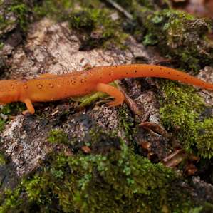 A Red Eft found at the site.
