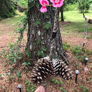 My honey made me this arrangement