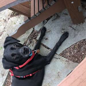 Pet friendly atmosphere. Rogue by the fire pit.