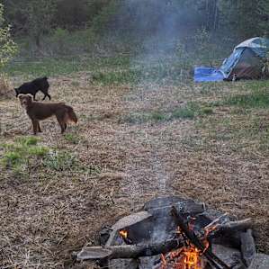 Tent camping on a woodland farm