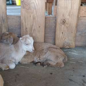 Baby girls snuggling