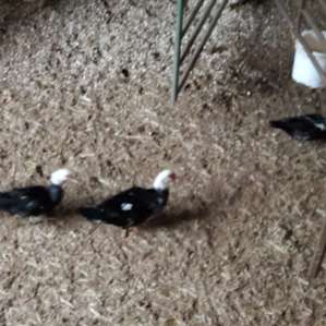 The ducks/chickens weren't very sociable but would roam all over, better not be on their way when Carrie calls them to eat they come runnin.
