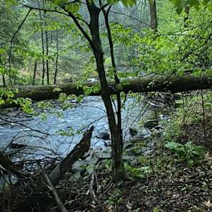 The creek by the campsite 😁