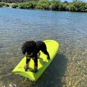 River was fun and playful! Not too fast.