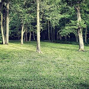 Our campsites front yard ❤