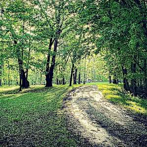 Road to the campsite
