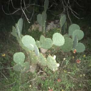 Night time cactus pic