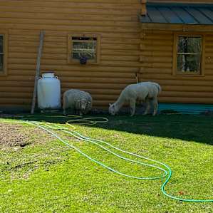 One of the alpacas and one of the sheep.