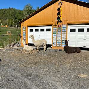 Three of the alpacas hanging out by Scott's garage. All of the money spent on the trip goes to supporting the animals!