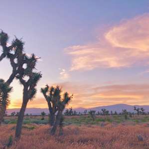 Joshua Tree Ranch Los Angeles