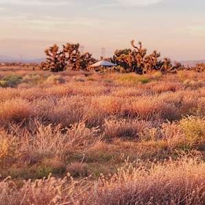 Joshua Tree Ranch Los Angeles