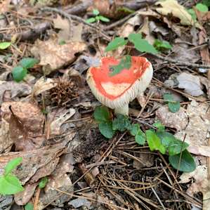 We saw a dozen different colors of mushrooms