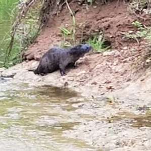 Otter