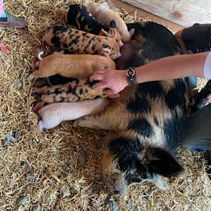 Even got to see some baby pigs on our farm tour!