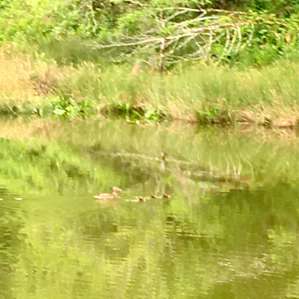 Beaver Pond Campsite