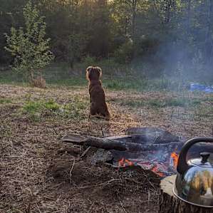 Tent camping on a woodland farm