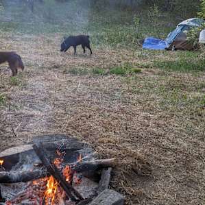 Tent camping on a woodland farm