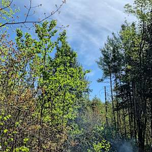 Trees at the edge of camp