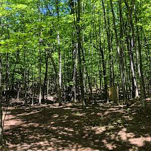 Our campsite was bright and gorgeous while still allowing lots of shade! Seen in the background is an outhouse which was convenient and clean, close to the forest campsite.