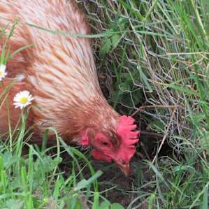 Kings Valley Farm Stay