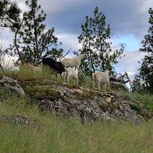 Rock-n-Woods Farm, Tonasket, WA