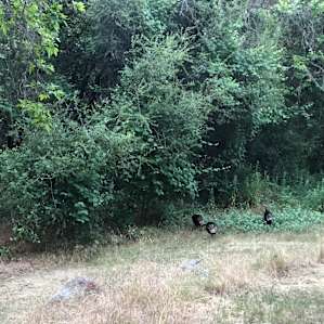 Wild turkeys stomping around