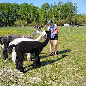 Feeding alpacas