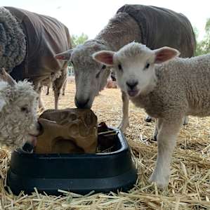 Wine Country Glamping; Farm Stay