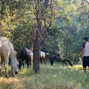 Downer Ranch Animal Sanctuary