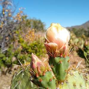 We were lucky as the cactus was blooming at this time