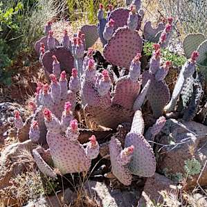 Purple Cactus