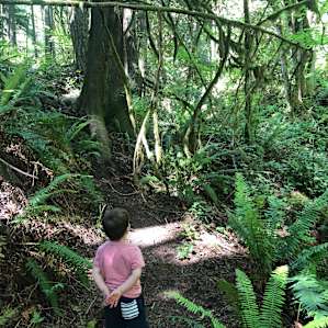 Cedar + Fern