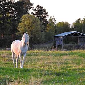 I Live in the Country