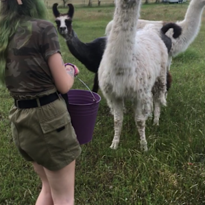 Feeding the llamas was a blast :).