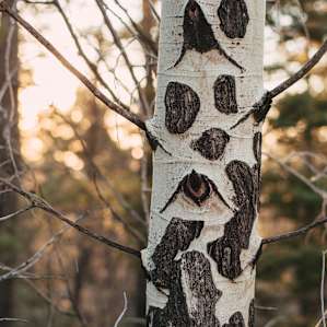 I love that the trees have eyes!