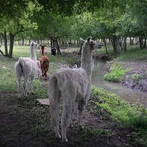 Azzurro Moon Llama Ranch