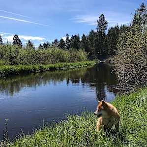 Walking distance to Little Deschutes River