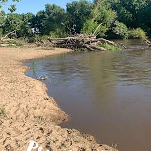 Cottonwoods on the River #2