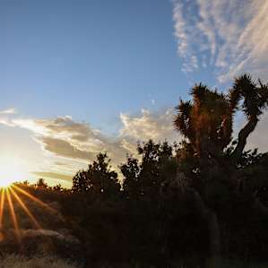 So many Joshua trees!