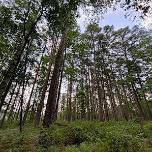 Daingerfield SP