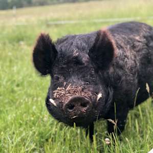 This is Early, he’s 10 years old, living his best life
