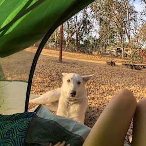 Camp with the Alpacas