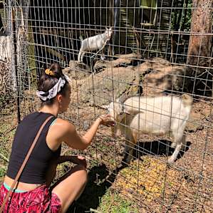 Goats!