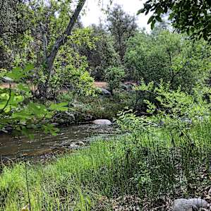 River Site Spider Camp