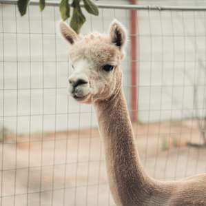 1 of the 4 alpacas on the property!