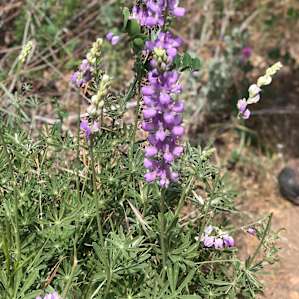 Mountain flowers. These purple guys were everywhere!
