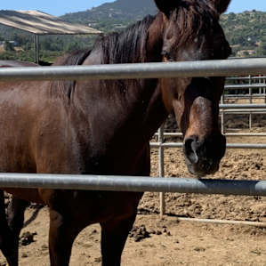 Amazing Horses available on site.
