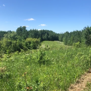 Peach Peak