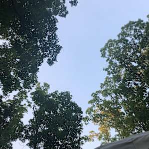 Mystical Yurt Floating in the Trees