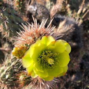 Desert flowers